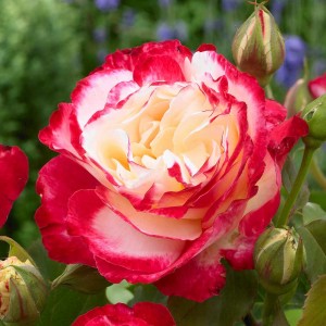 DOUBLE DELIGHT (hybrid tea)